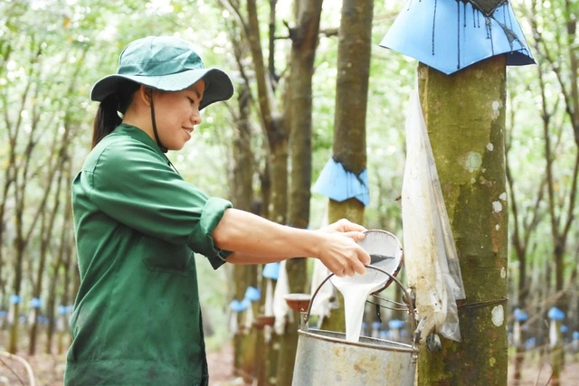 Cao su Đồng Phú - Thành công từ sự đổi mới 